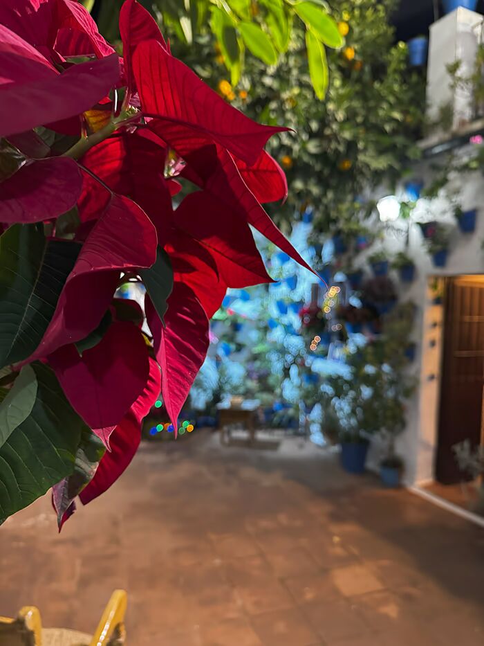 patios-en-navidad